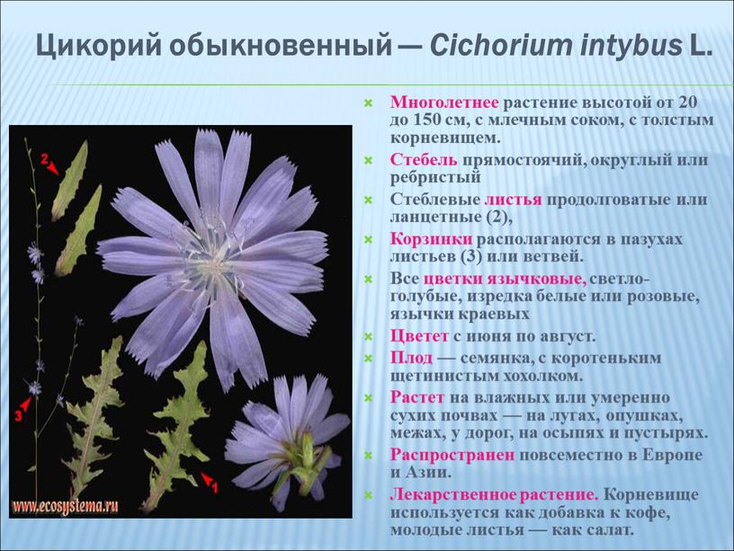 Цикорий обыкновенный — Cichorium intybus