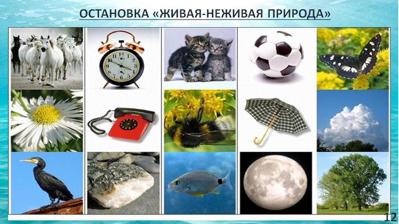 ОСТАНОВКА «ЖИВАЯ-НЕЖИВАЯ ПРИРОДА» 12