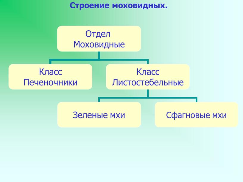 Строение моховидных.