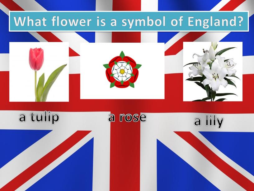What flower is a symbol of England? a tulip a rose a lily