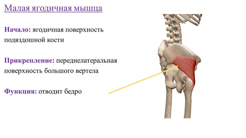 Малая ягодичная мышца Начало: ягодичная поверхность подвздошной кости