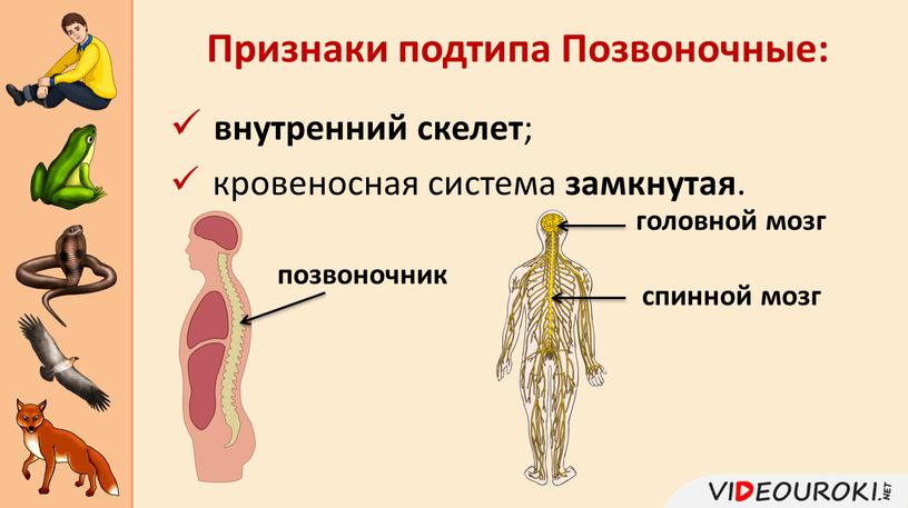 Признаки подтипа Позвоночные: позвоночник головной мозг спинной мозг