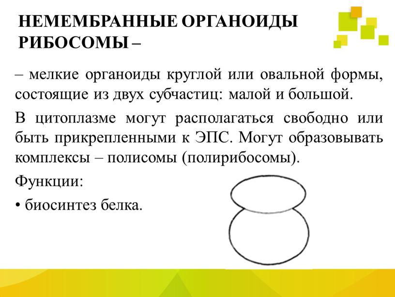 НЕМЕМБРАННЫЕ ОРГАНОИДЫ РИБОСОМЫ – – мелкие органоиды круглой или овальной формы, состоящие из двух субчастиц: малой и большой