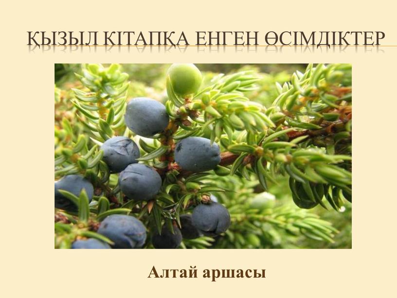 Қызыл кітапқа енген өсімдіктер Алтай аршасы