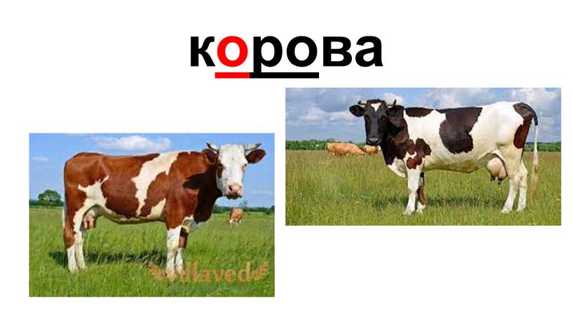 корова