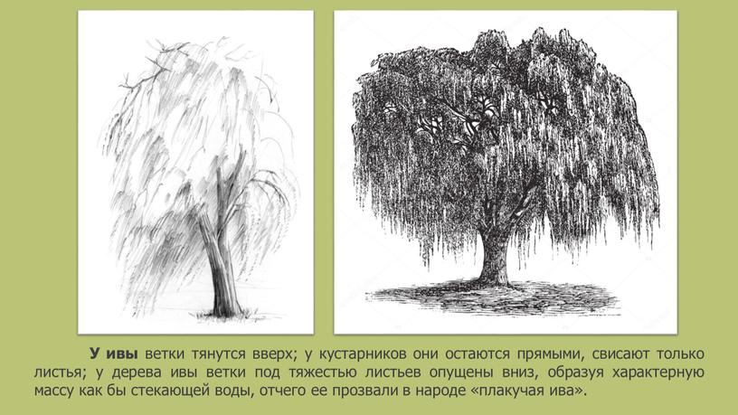 У ивы ветки тянутся вверх; у кустарников они остаются прямыми, свисают только листья; у дерева ивы ветки под тяжестью листьев опущены вниз, образуя характерную массу…