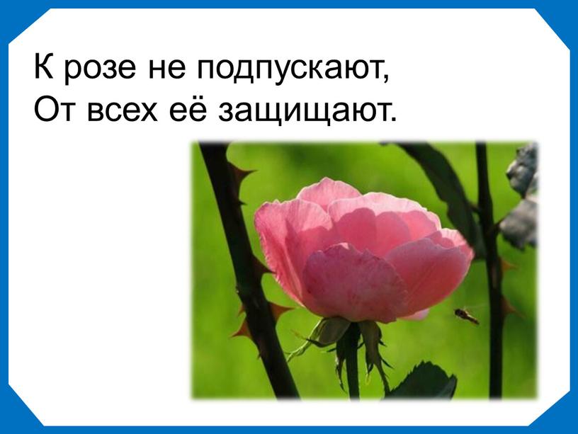 К розе не подпускают, От всех её защищают