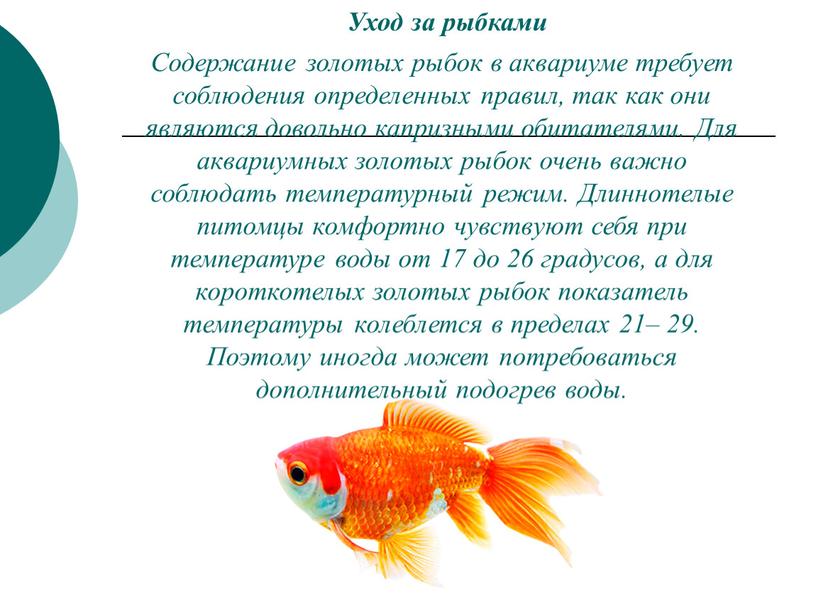 Уход за рыбками Содержание золотых рыбок в аквариуме требует соблюдения определенных правил, так как они являются довольно капризными обитателями