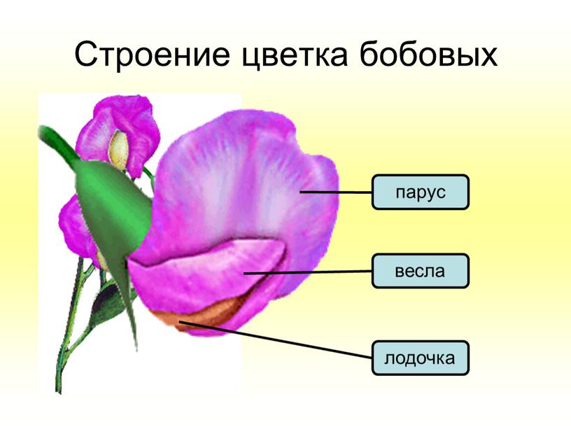 Строение цветка бобовых