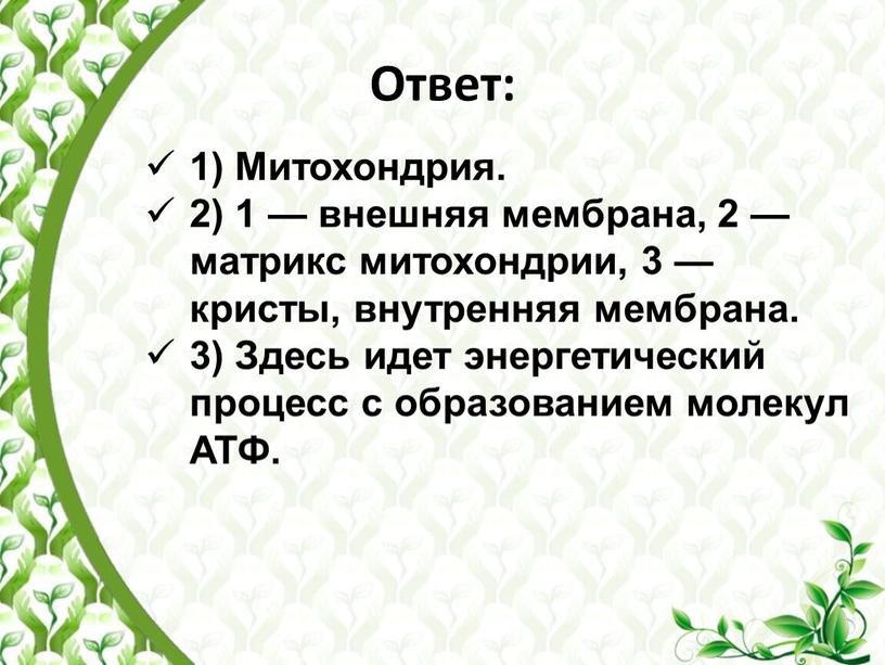 Ответ: 1) Митохондрия. 2) 1 — внешняя мембрана, 2 — матрикс митохондрии, 3 — кристы, внутренняя мембрана