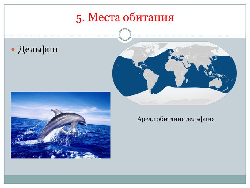 Места обитания Дельфин Ареал обитания дельфина