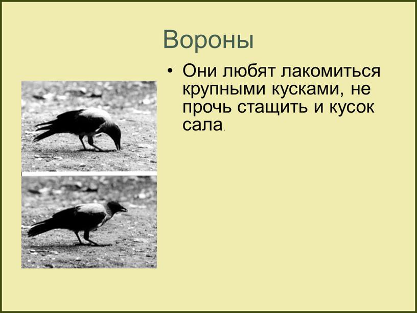 Вороны Они любят лакомиться крупными кусками, не прочь стащить и кусок сала