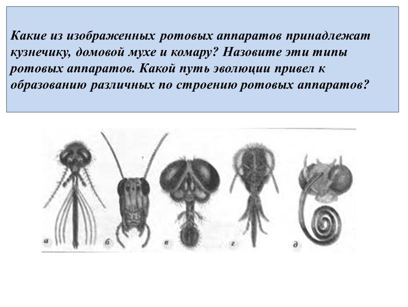 Какие из изображенных ротовых аппаратов принадлежат кузнечику, домовой мухе и комару?