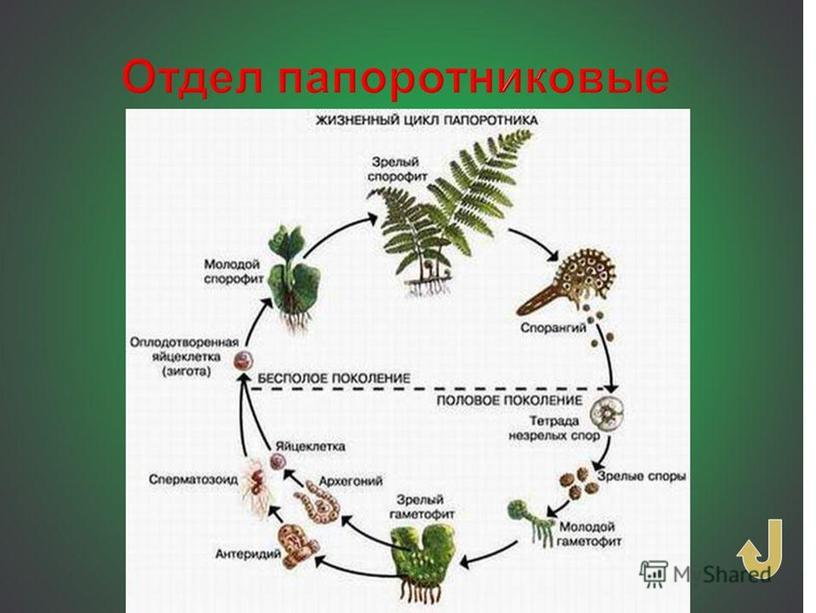 Высшие споровые растения