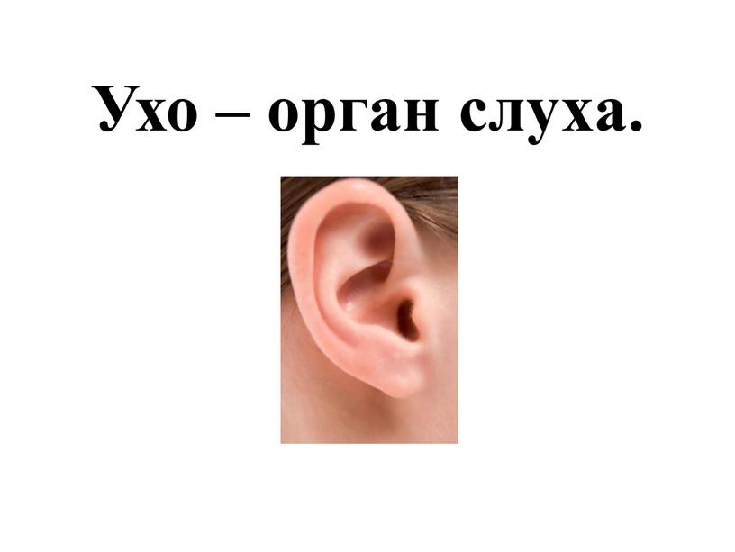 Ухо – орган слуха.