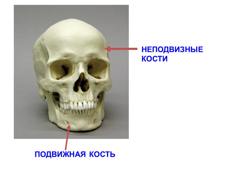 ПОДВИЖНАЯ КОСТЬ НЕПОДВИЗНЫЕ КОСТИ