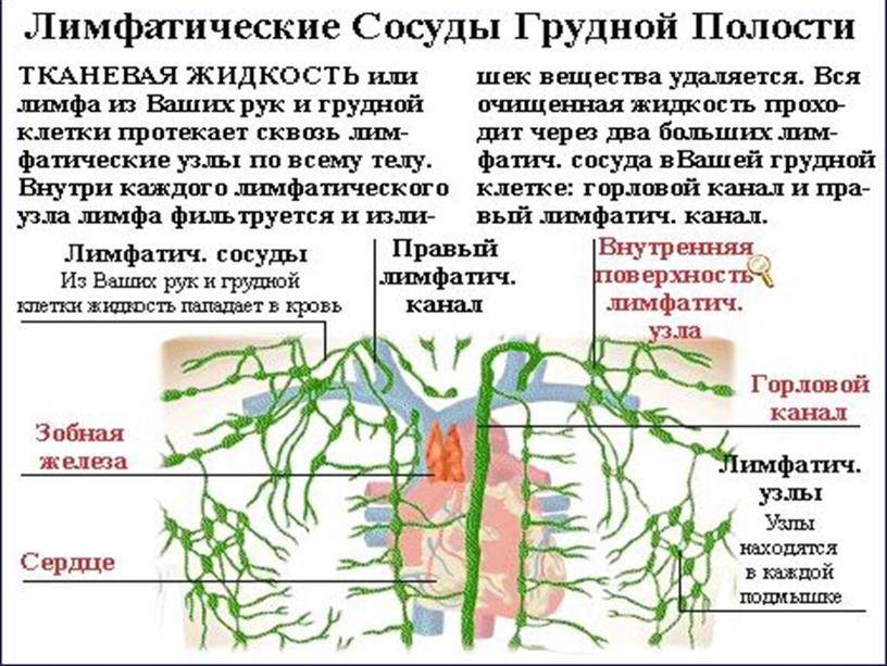 Ангиология (учение о сосудах)