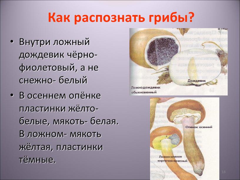 Как распознать грибы? Внутри ложный дождевик чёрно- фиолетовый, а не снежно- белый