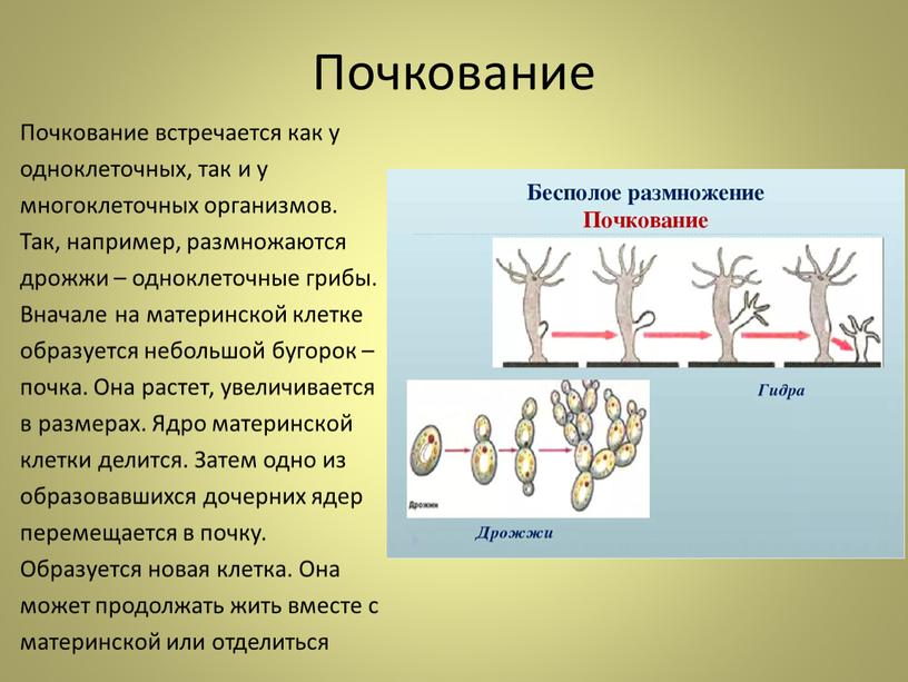 Почкование Почкование встречается как у одноклеточных, так и у многоклеточных организмов