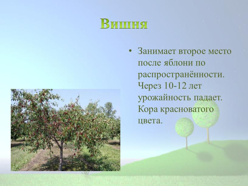 Вишня Занимает второе место после яблони по распространённости