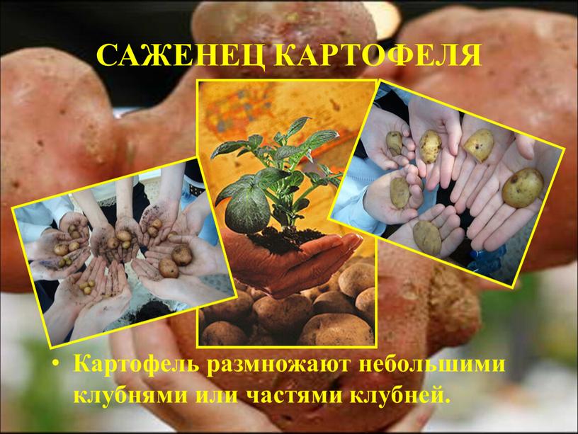 САЖЕНЕЦ КАРТОФЕЛЯ Картофель размножают небольшими клубнями или частями клубней