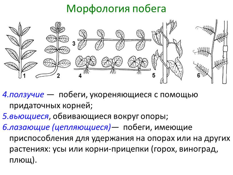 Заполните схему строение вегетативного тела высшего растения