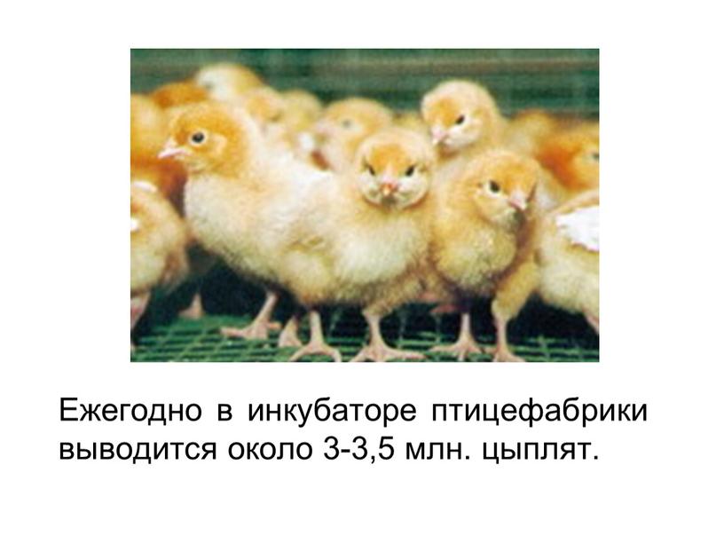 Ежегодно в инкубаторе птицефабрики выводится около 3-3,5 млн