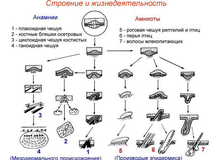 МБОУ СОШ №4 с.Раевский учитель биологии