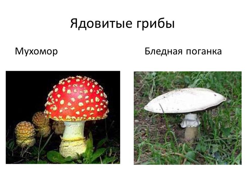 Ядовитые грибы Мухомор