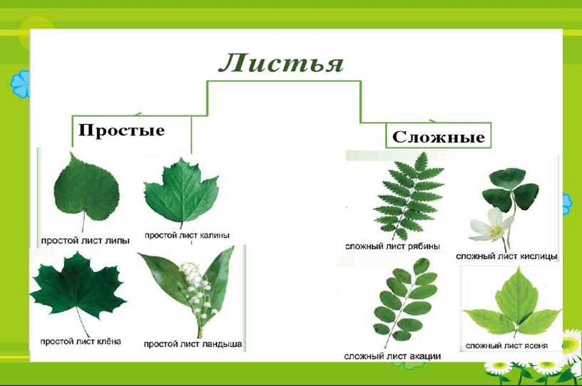 Презентация на тему: "Листья".