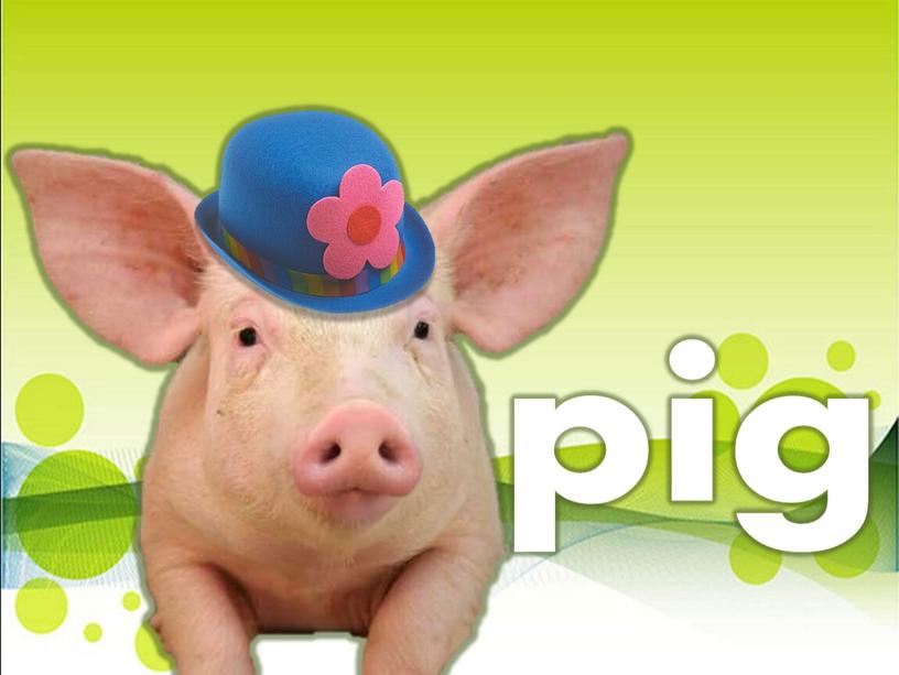 pig