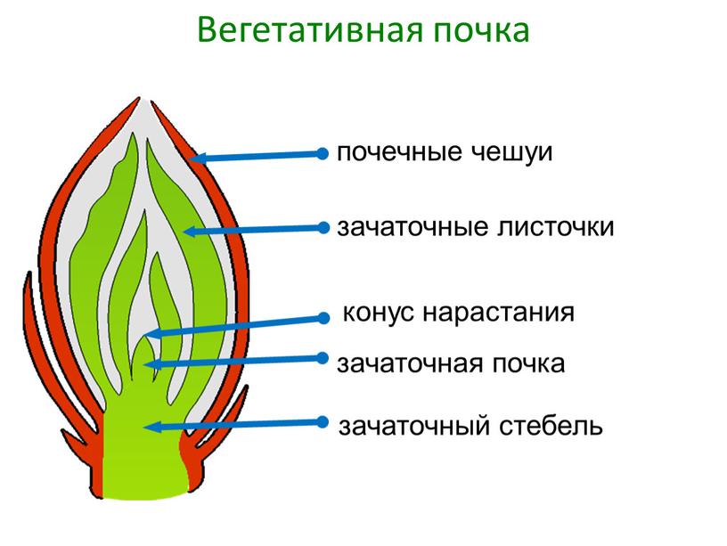 Вегетативная почка конус нарастания