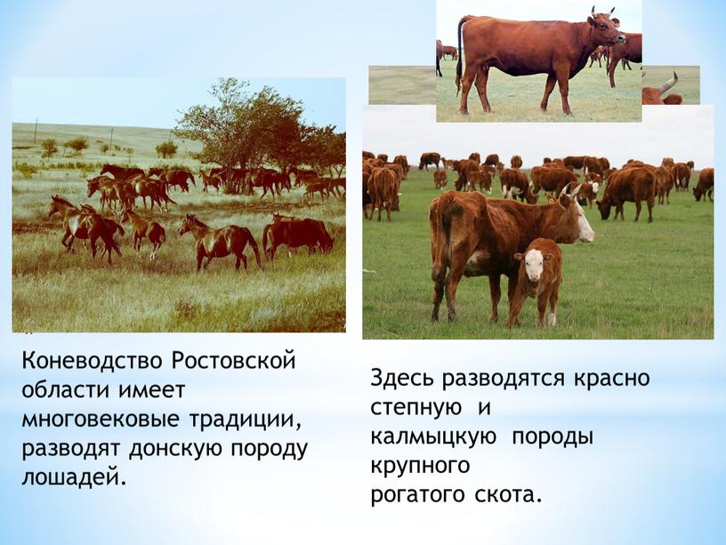 Коневодство Ростовской области имеет многовековые традиции, разводят донскую породу лошадей