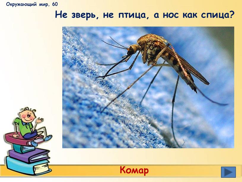 Окружающий мир, 60 Не зверь, не птица, а нос как спица?