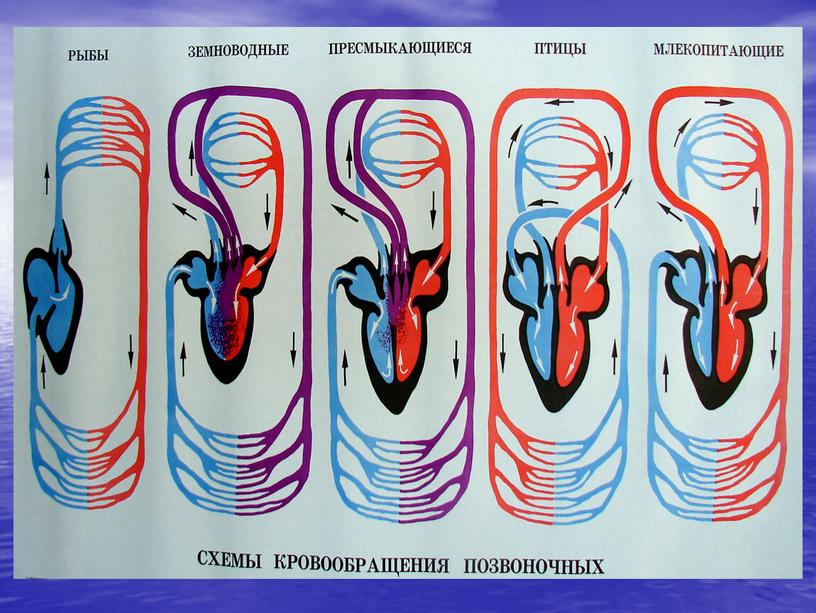 Презентация к уроку «Сравнительная характеристика покровной, опорно-двигательной, пищеварительной, кровеносной систем классов позвоночных животных»