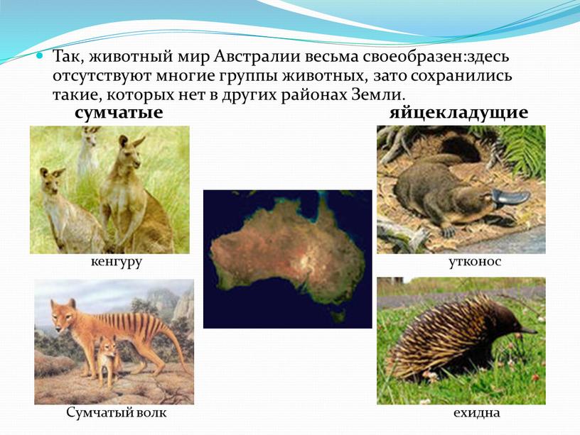 Так, животный мир Австралии весьма своеобразен:здесь отсутствуют многие группы животных, зато сохранились такие, которых нет в других районах