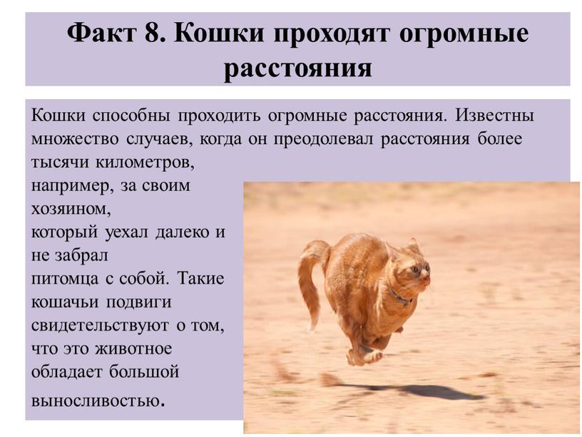 Факт 8. Кошки проходят огромные расстояния