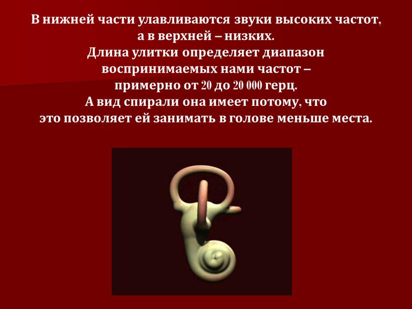 В нижней части улавливаются звуки высоких частот, а в верхней – низких