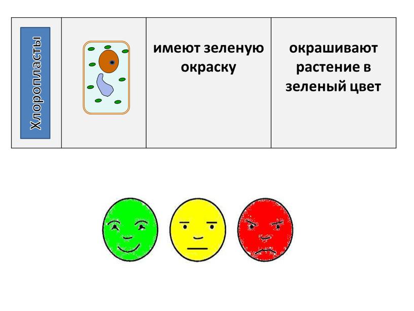 имеют зеленую окраску окрашивают растение в зеленый цвет Хлоропласты