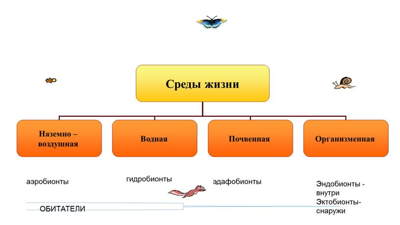 Эндобионты -внутри Эктобионты-снаружи эдафобионты