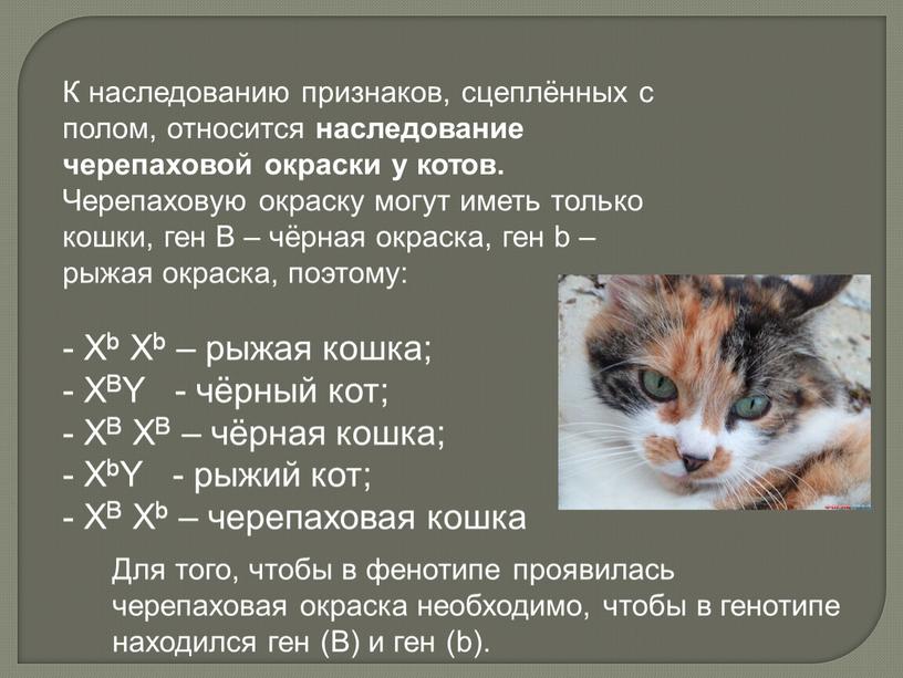 К наследованию признаков, сцеплённых с полом, относится наследование черепаховой окраски у котов