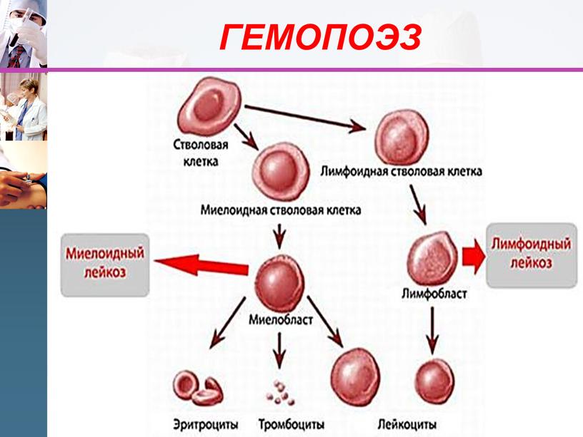 ГЕМОПОЭЗ