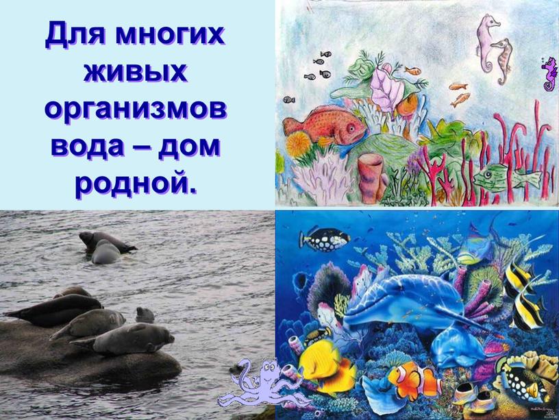 Для многих живых организмов вода – дом родной