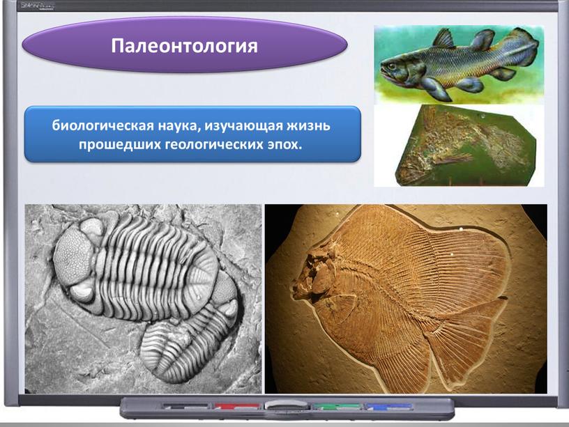 Палеонтология биологическая наука, изучающая жизнь прошедших геологических эпох