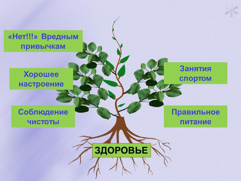 Соблюдение чистоты Правильное питание