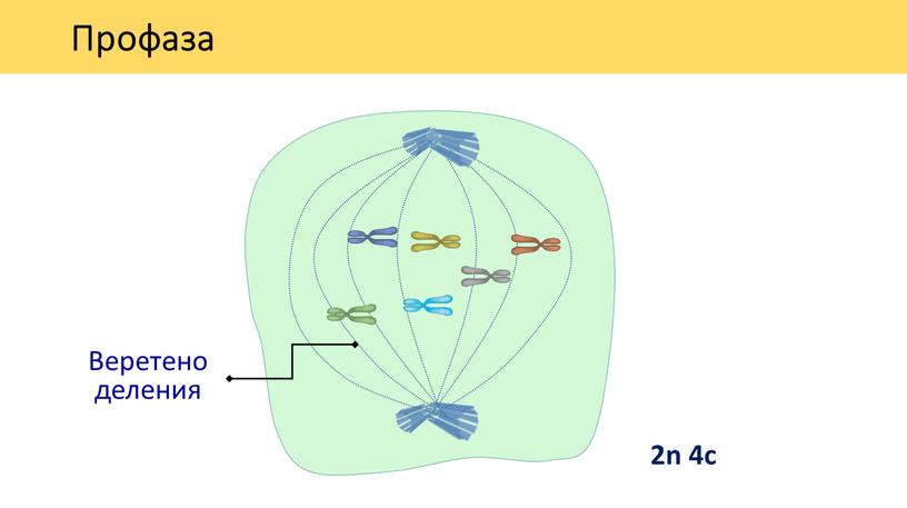 Веретено деления Профаза 2n 4c