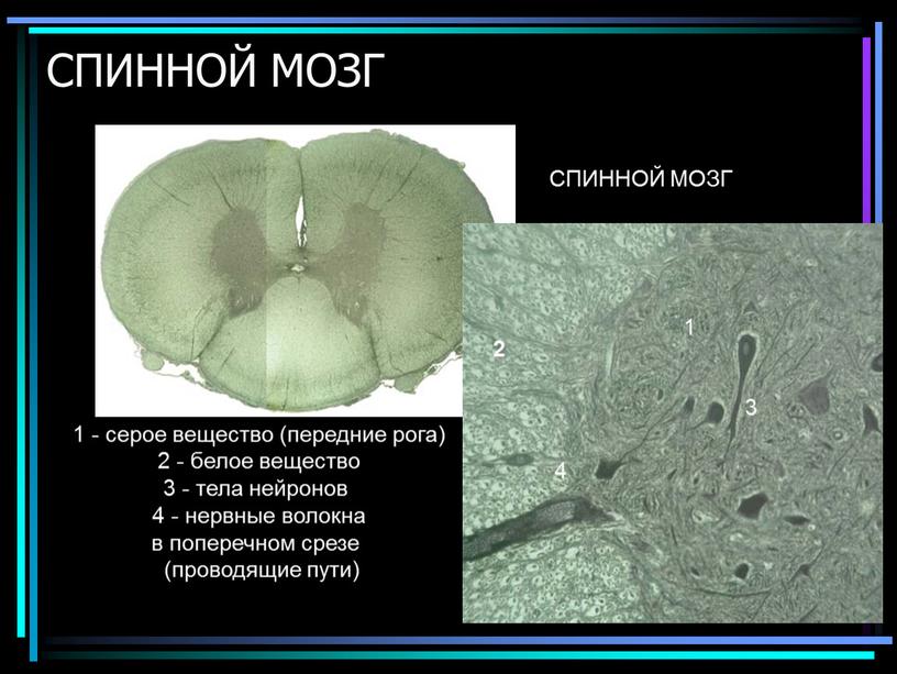 СПИННОЙ МОЗГ СПИННОЙ МОЗГ 1 - серое вещество (передние рога) 2 - белое вещество 3 - тела нейронов 4 - нервные волокна в поперечном срезе…