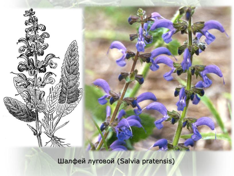 Шалфей луговой (Salvia pratensis)