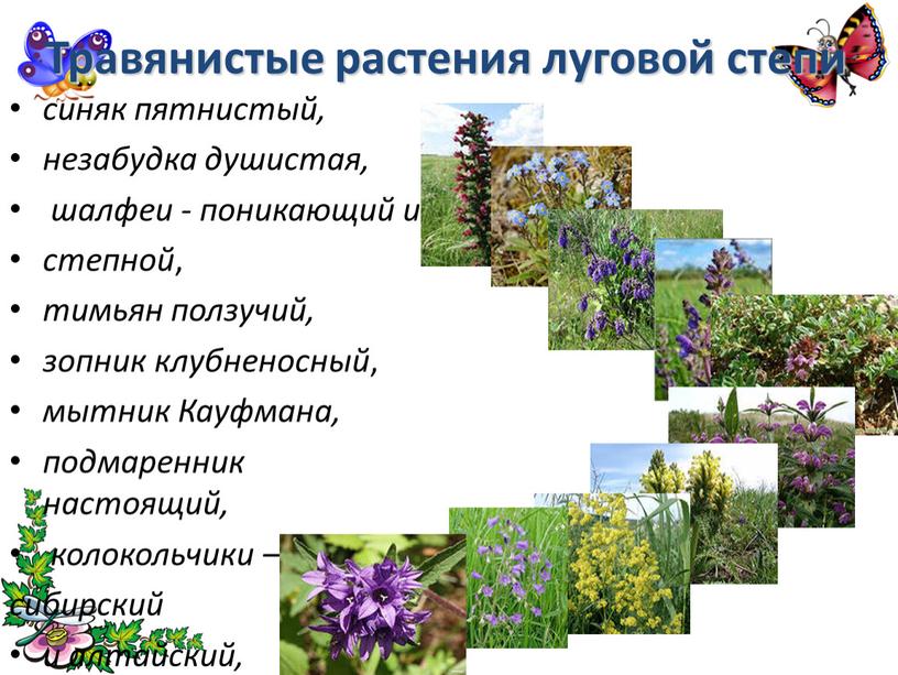 Травянистые растения луговой степи синяк пятнистый, незабудка душистая, шалфеи - поникающий и степной , тимьян ползучий, зопник клубненосный , мытник