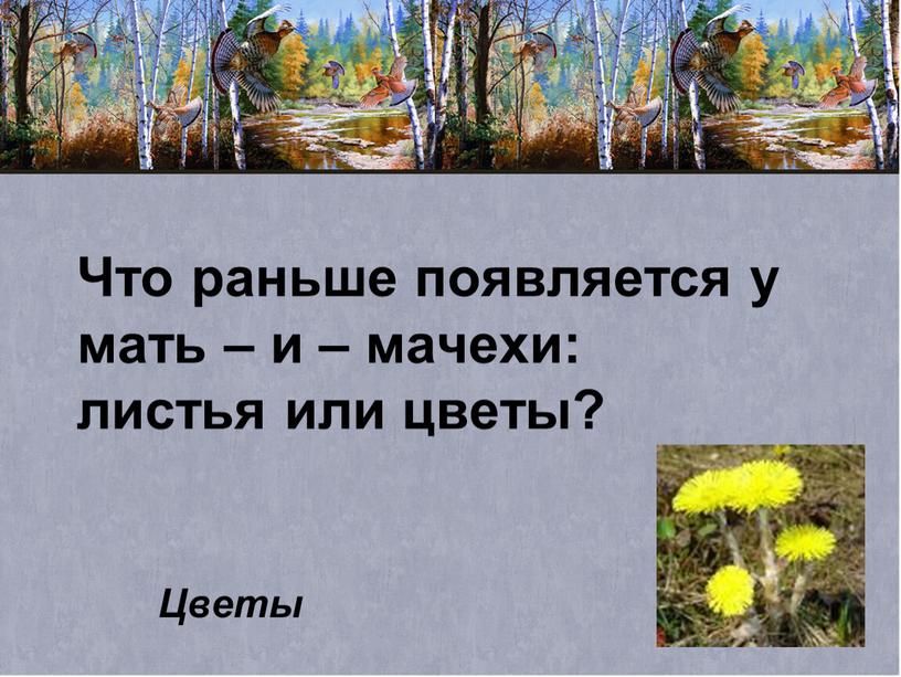 Что раньше появляется у мать – и – мачехи: листья или цветы?